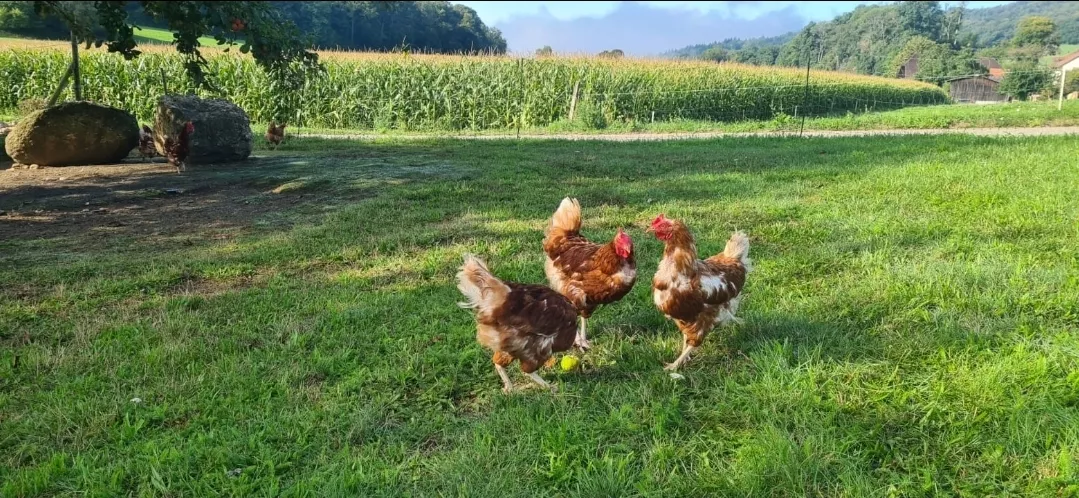 bio-suppenhuhn-ohne-text