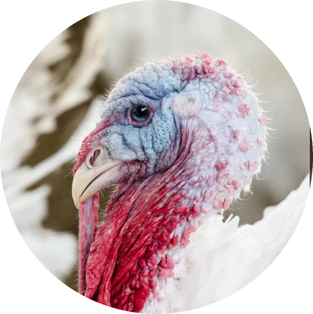 Hofladenpaket mit mind. 5kg Bio Trutenfleisch Hofladenpaket mit mind. 5kg Bio Trutenfleisch