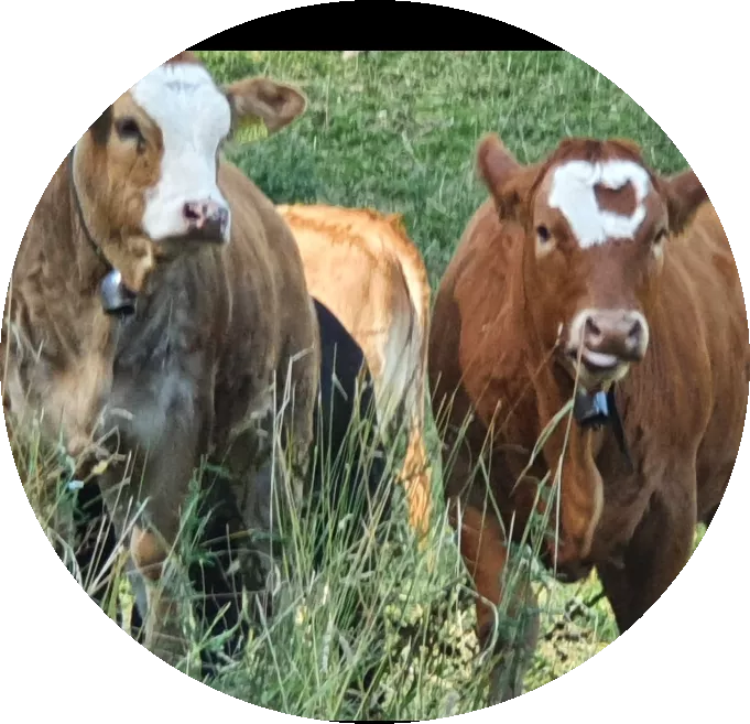 Hofladenpaket mit Bio Natura Beef, zusammengestellt nach ihren Wünschen Hofladenpaket mit Bio Natura Beef, zusammengestellt nach ihren Wünschen