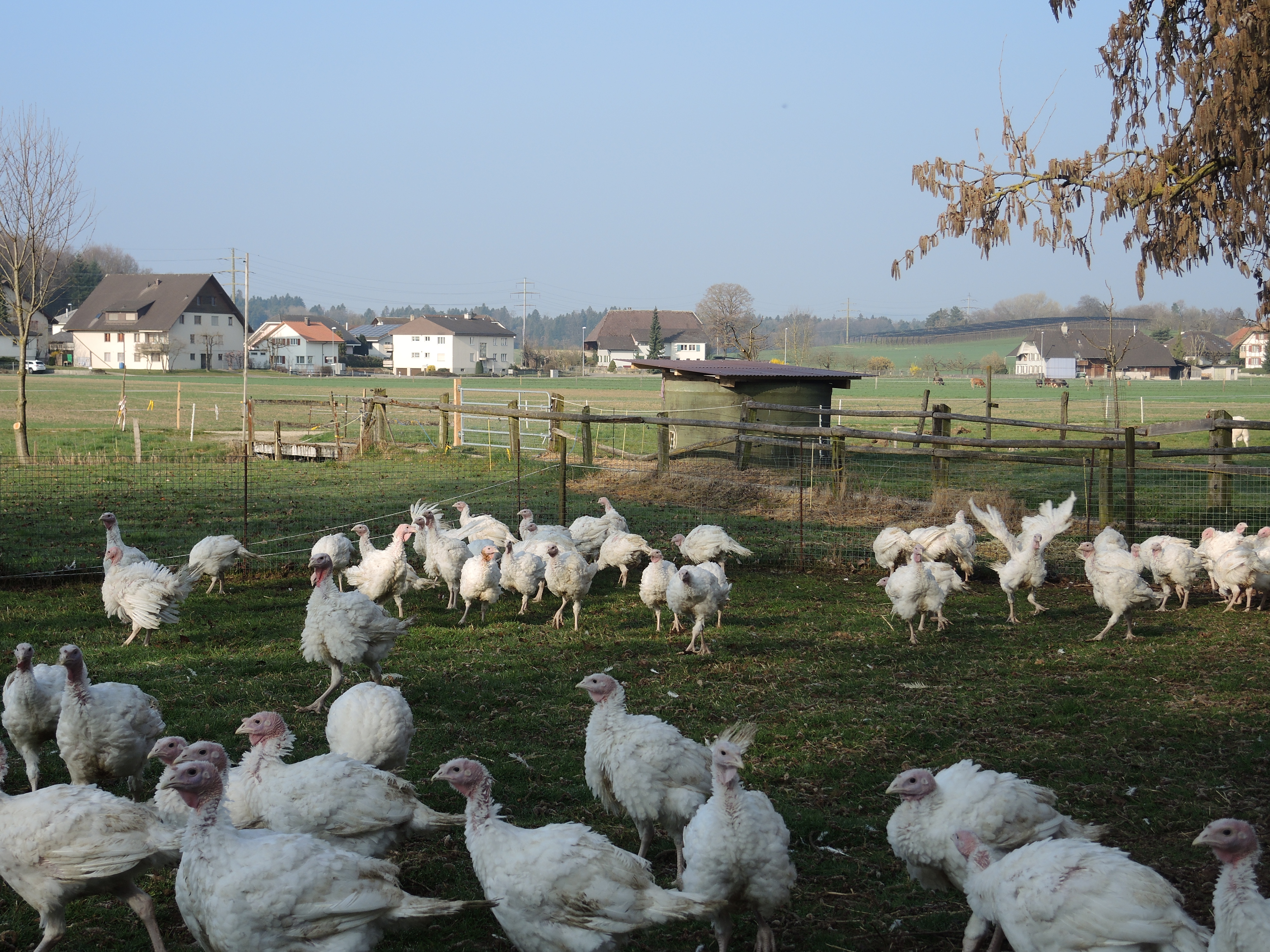 Hofladenpaket D mit Bio Trutenfleisch- 5.07kg Hofladenpaket D mit Bio Trutenfleisch- 5.07kg